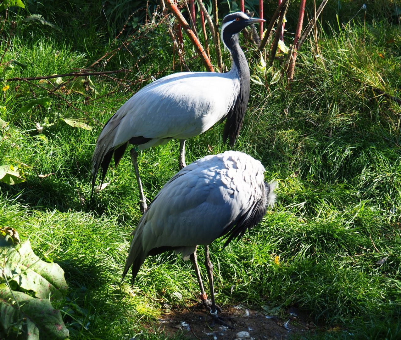 Demoiselle cranes (Anthropoides virgo), Oct 13th, 2018