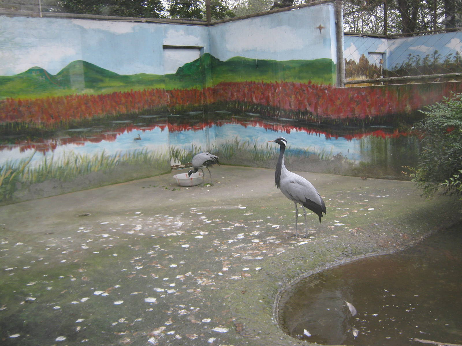 demoiselle cranes (Anthropoides virgo)