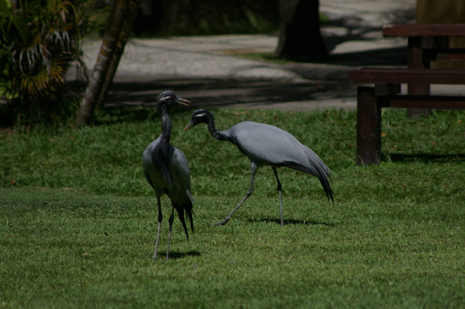 demoiselle cranes (Anthropoides virgo)