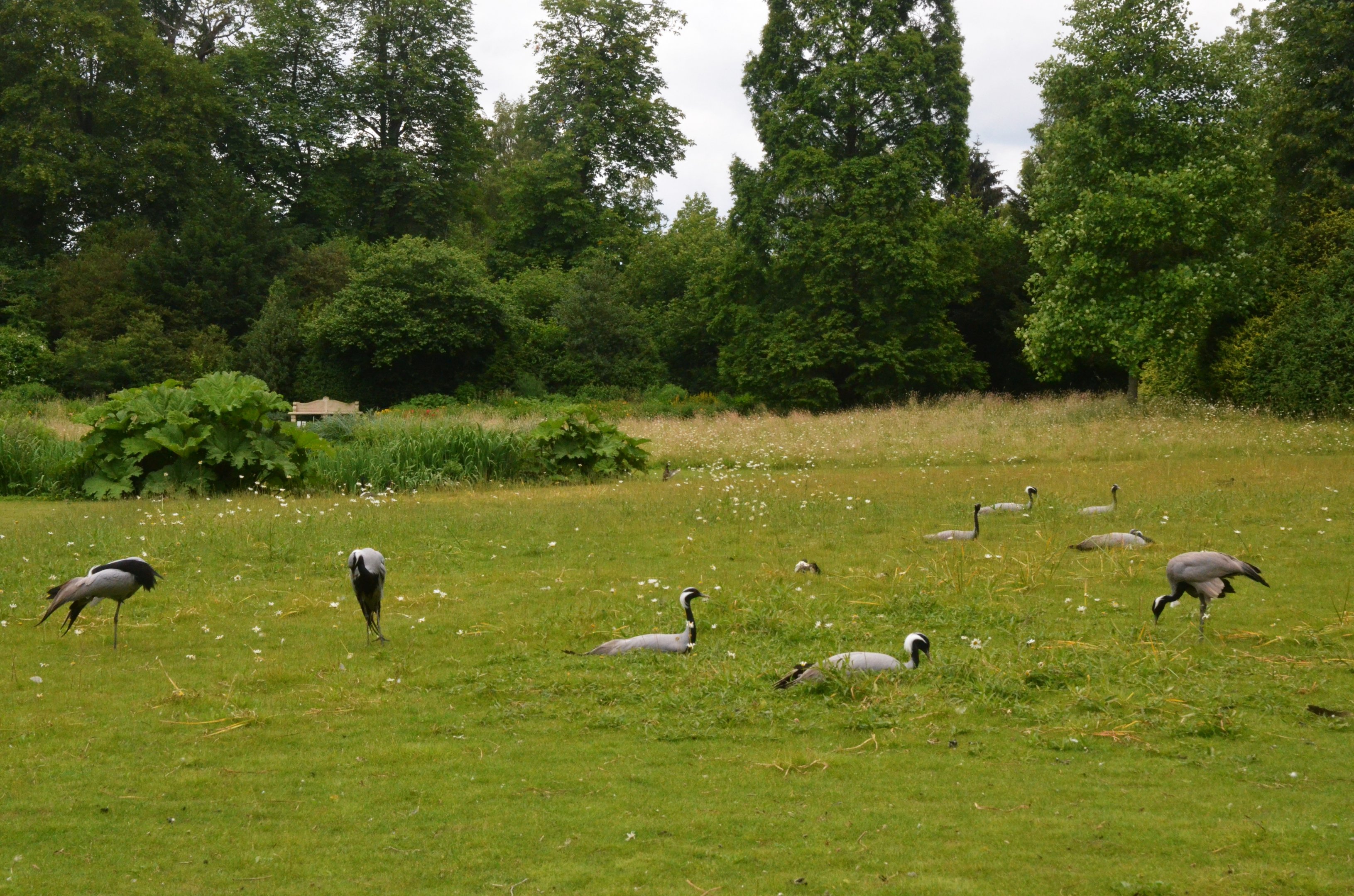 Demoiselle Cranes at Clères, 16/06/18