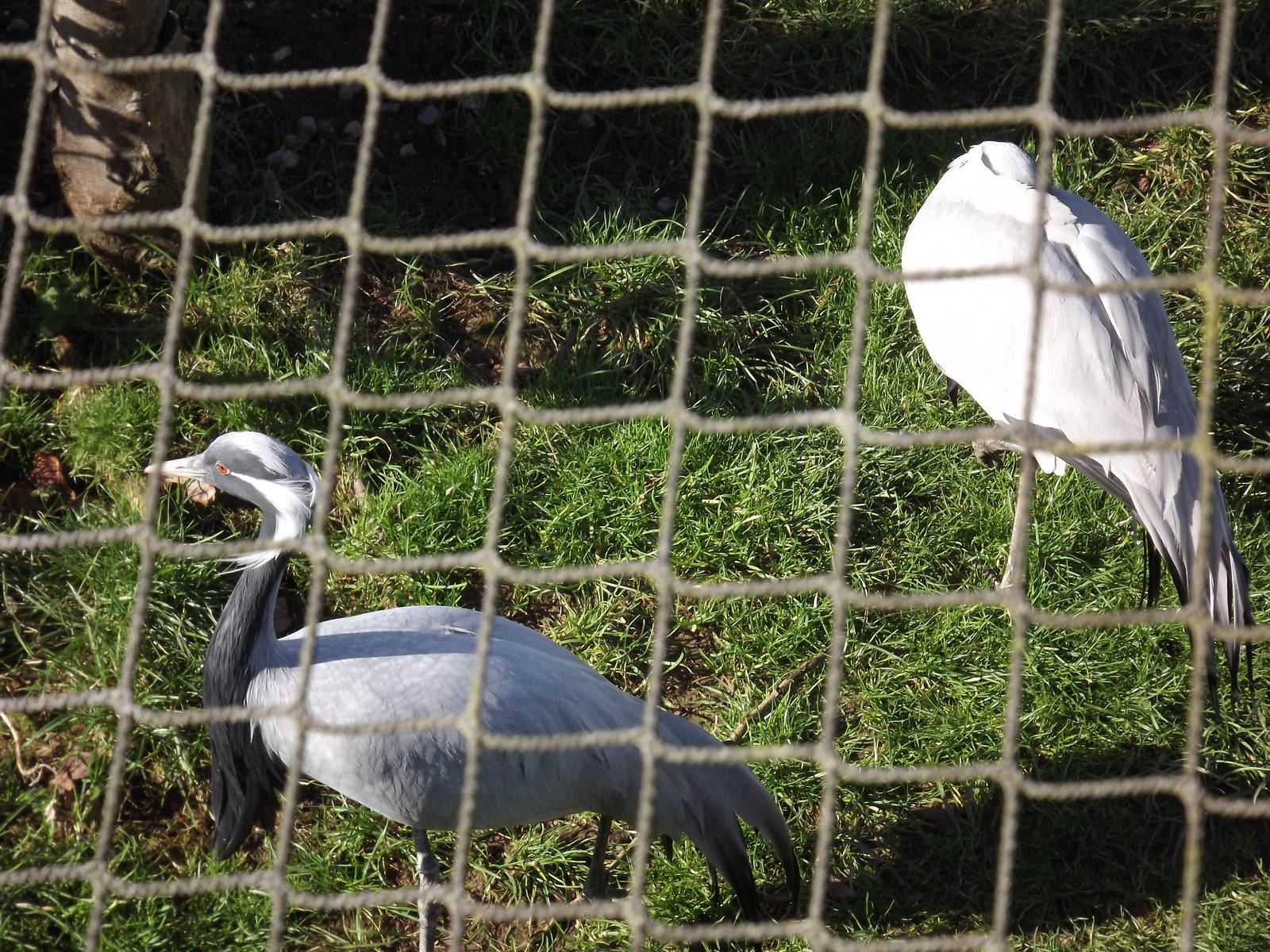 Demoiselle Cranes at Flamingoland 19/02/12