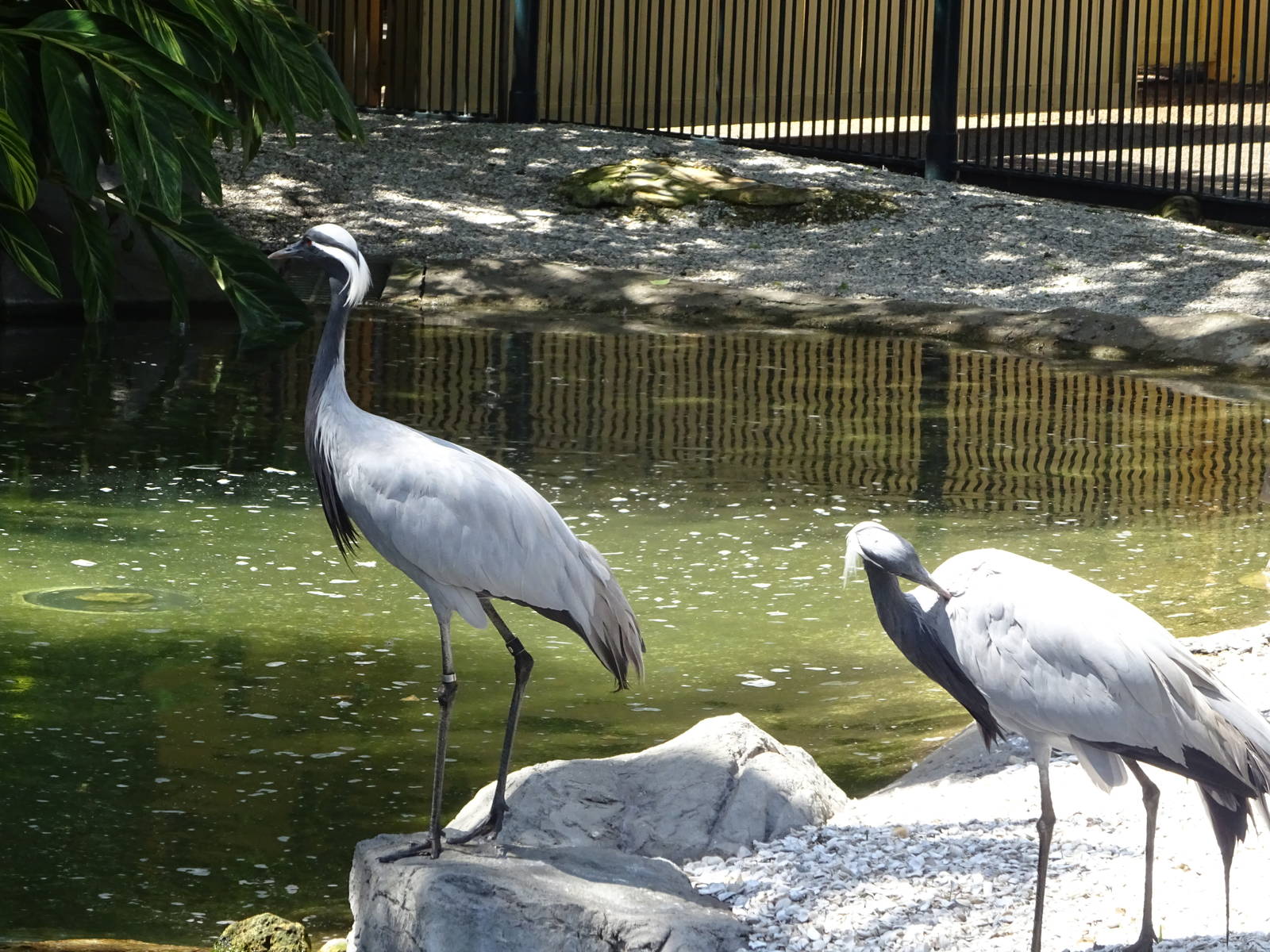 Demoiselle Cranes at SeaWorld Orlando