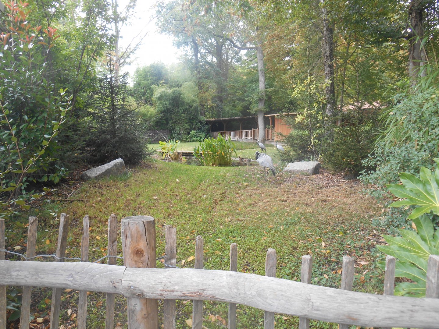 Demoiselle Cranes Exhibit
