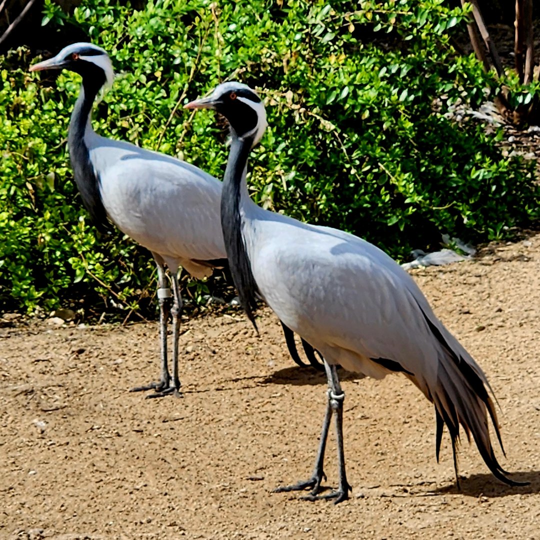 Demoiselle Cranes (Grus virgo)
