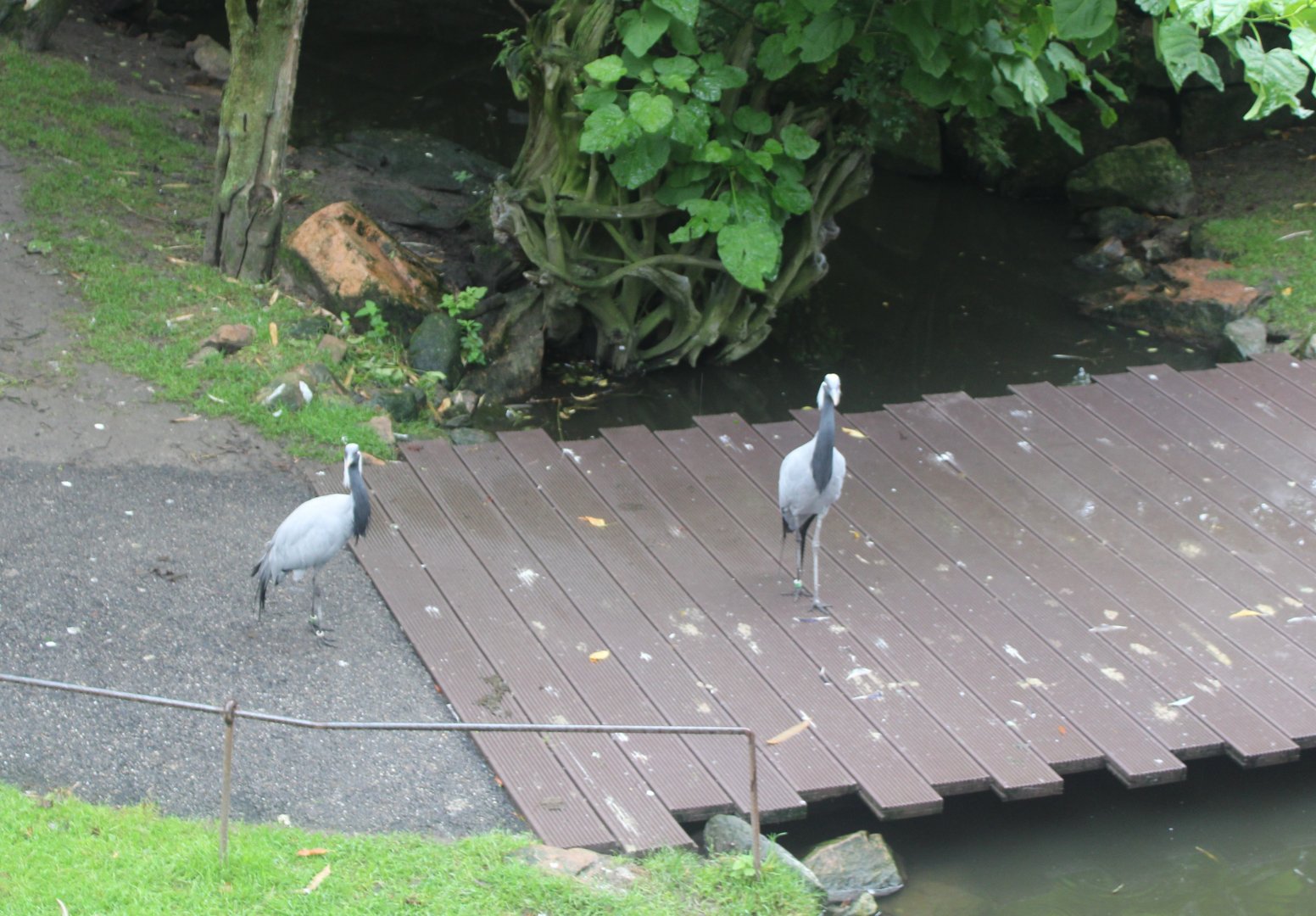 Demoiselle cranes in Asian walk-through aviary