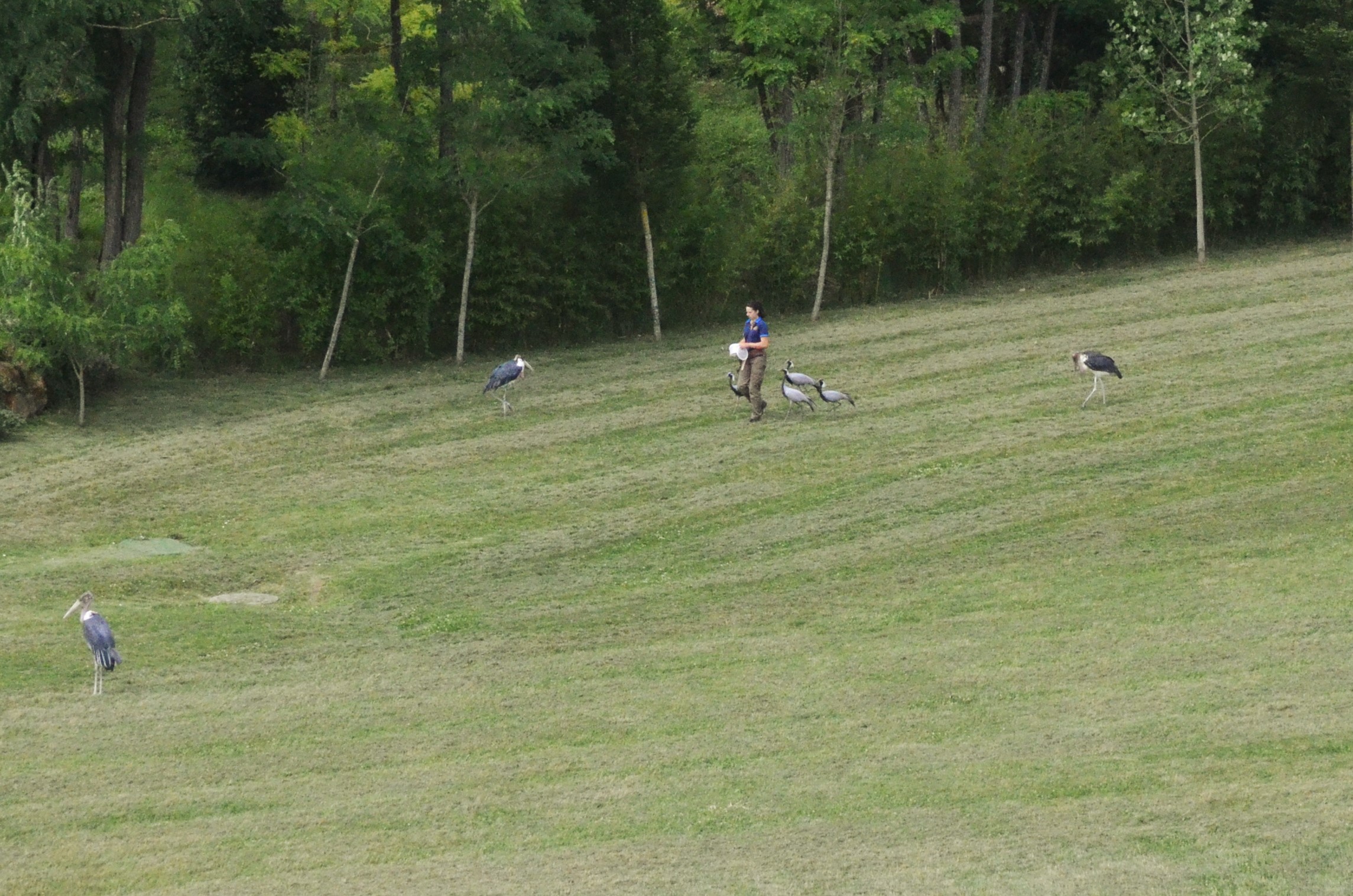 Demoiselle Cranes - Les Maîtres des Airs at Beauval, 12/06/18