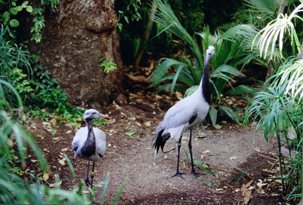 demoiselle cranes, Reid Park Zoo