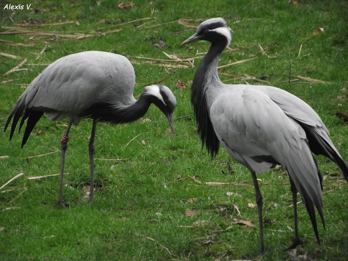 Demoiselle Cranes - Zooparc de Beauval - 01/2023