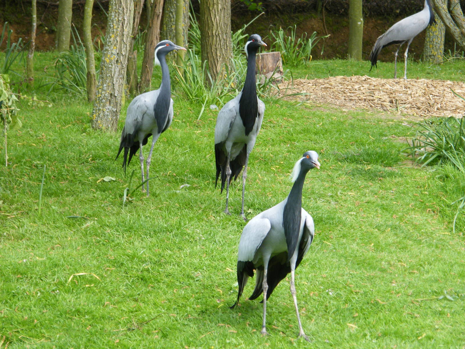 Demoiselle Cranes