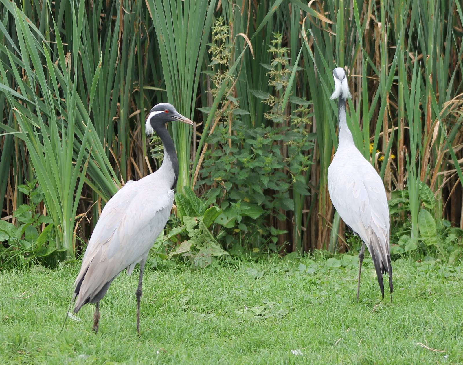 Demoiselle cranes