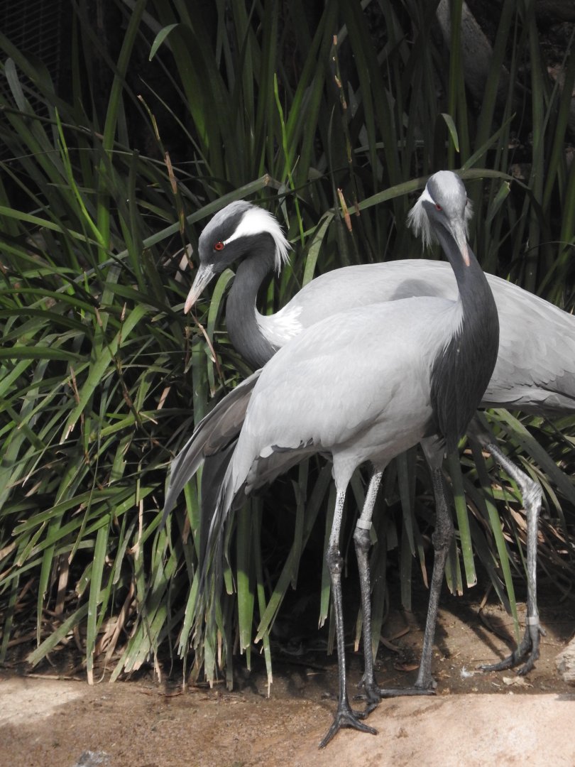 Demoiselle Cranes