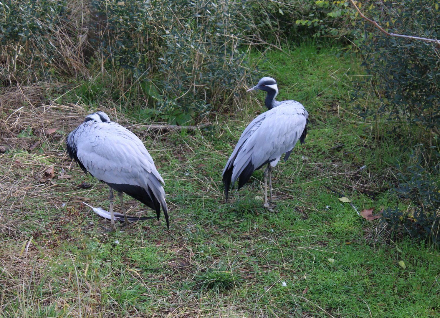 Demoiselle cranes
