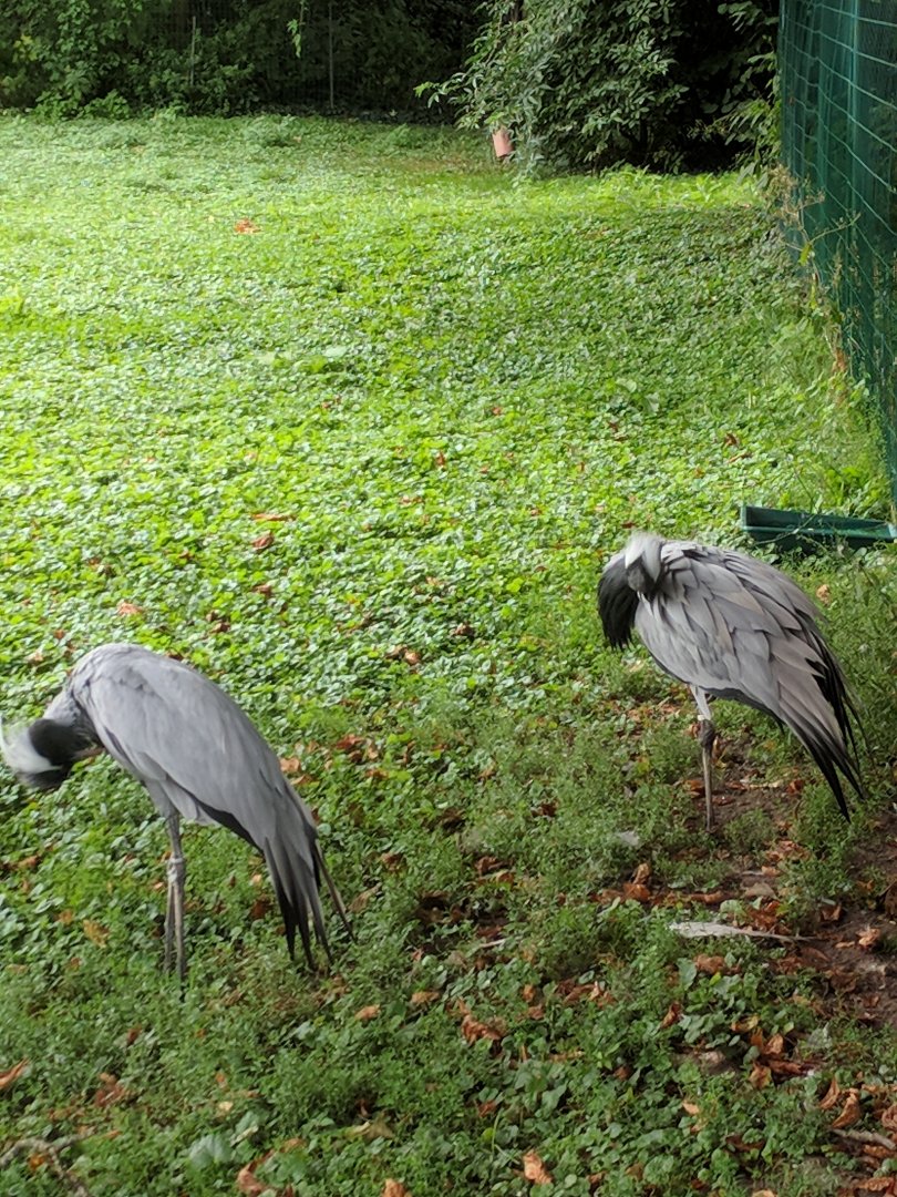 Demoiselle cranes
