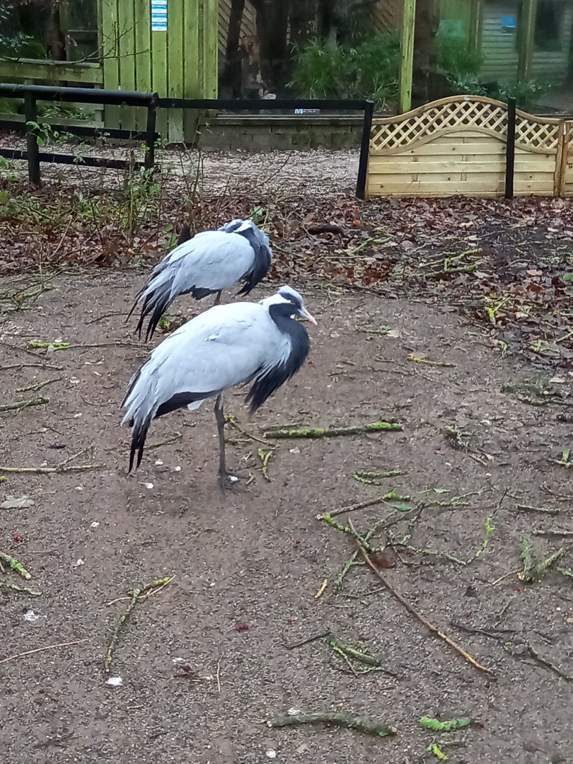 Demoiselle Cranes