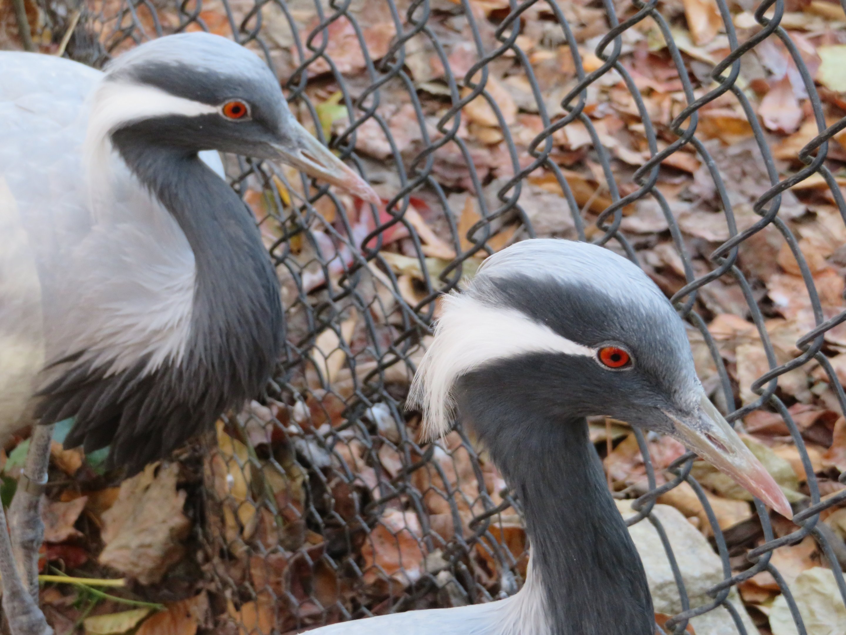 Demoiselle Cranes