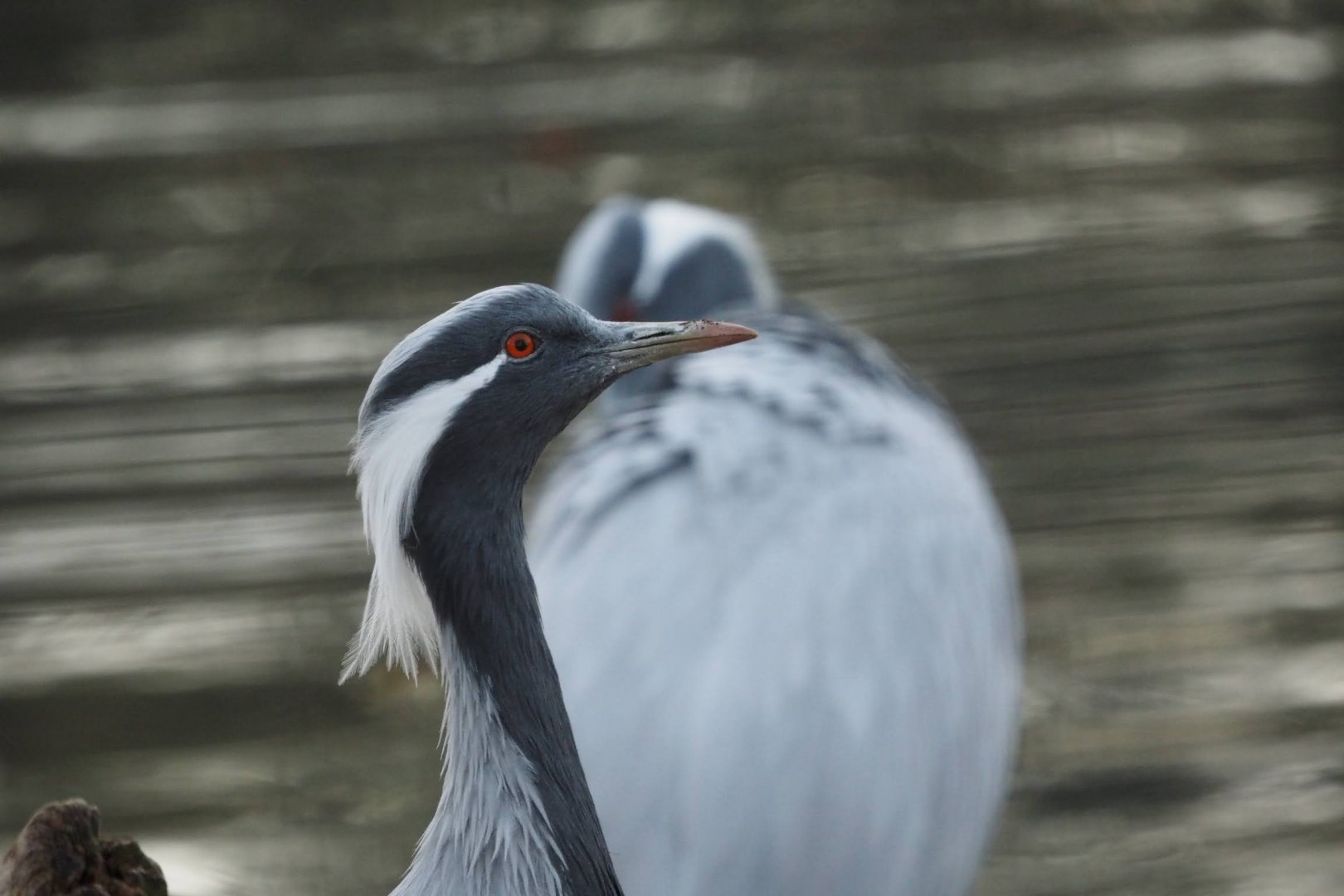 Demoiselle cranes