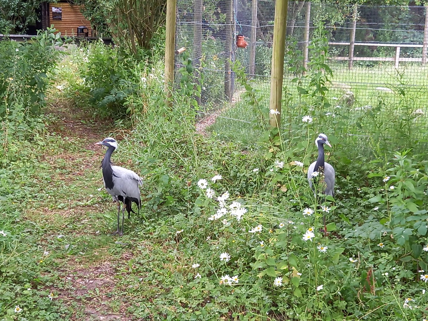 Demoiselle Cranes