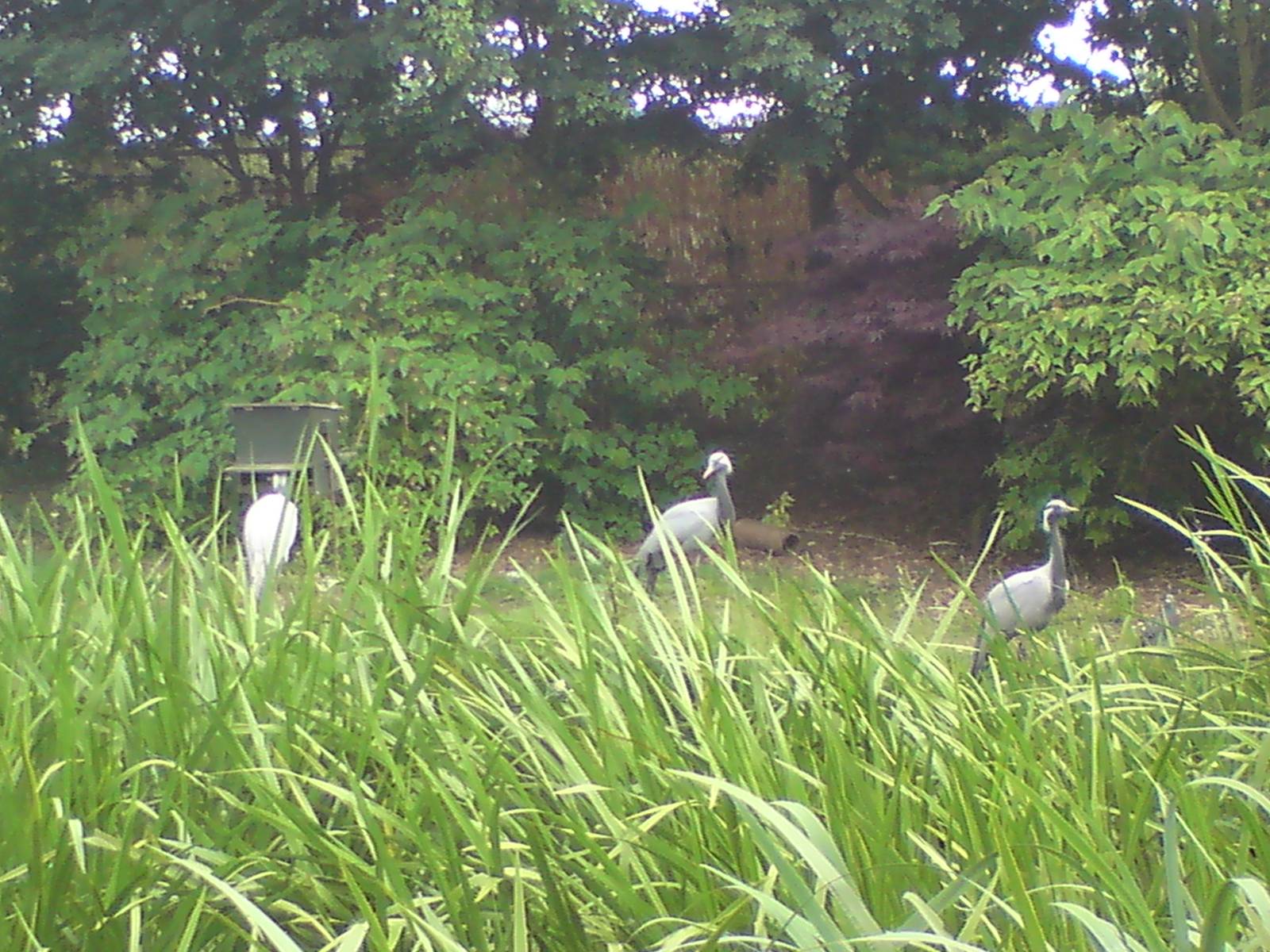 Demoiselle cranes