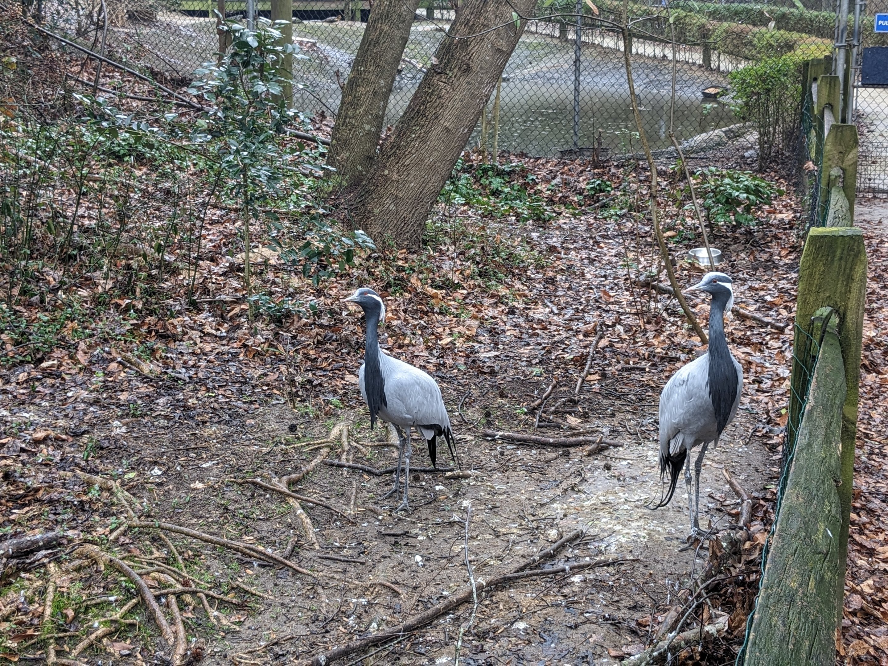 Demoiselle cranes