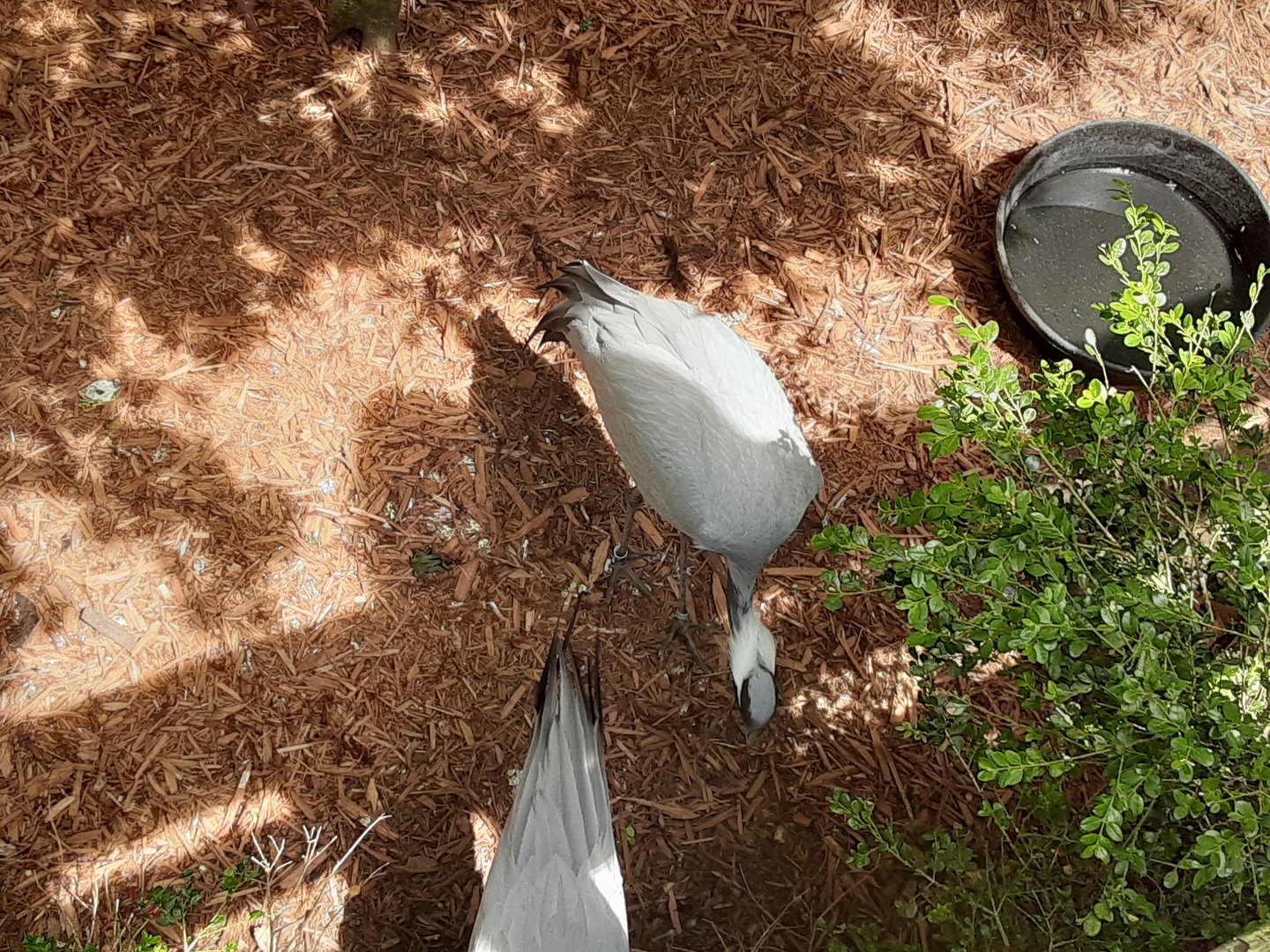 Demoiselle Cranes