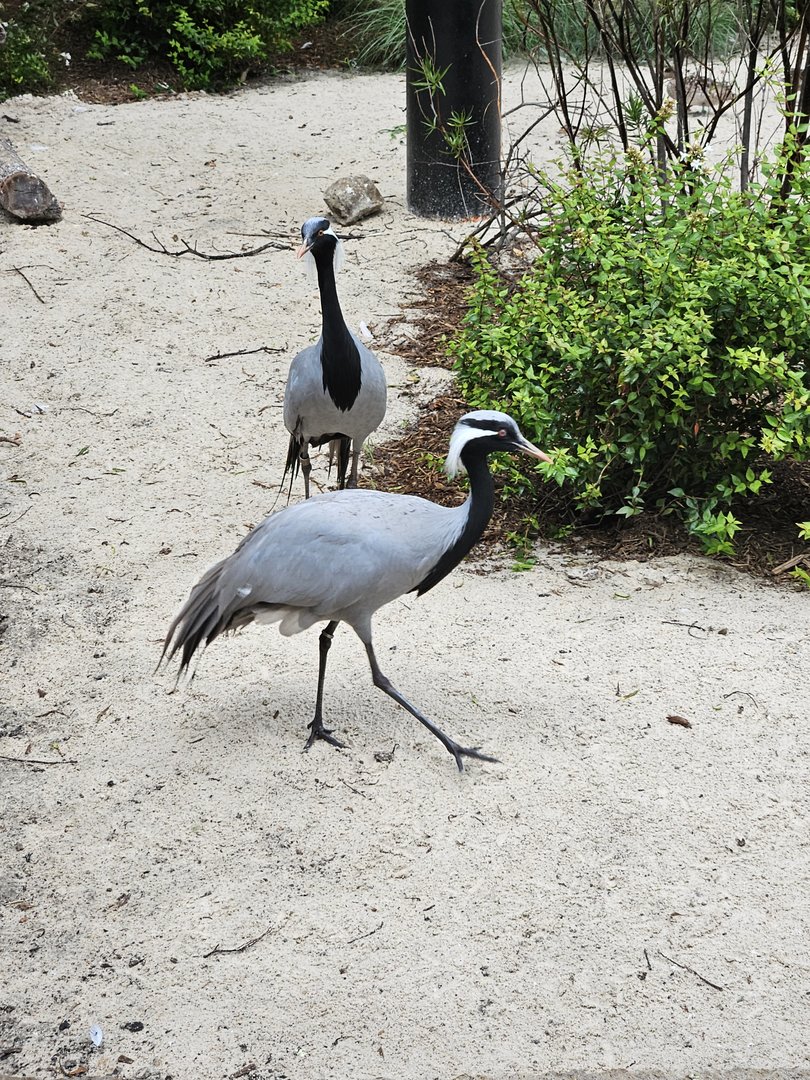 Demoiselle cranes