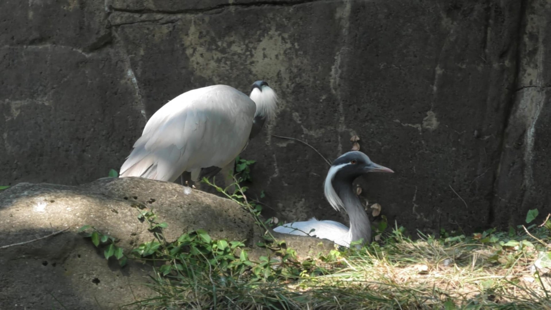 Demoiselle cranes