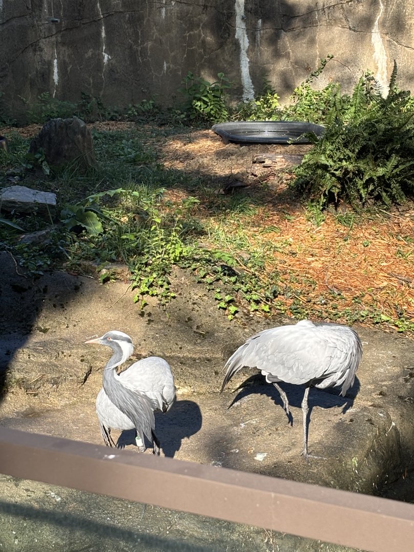 Demoiselle Cranes