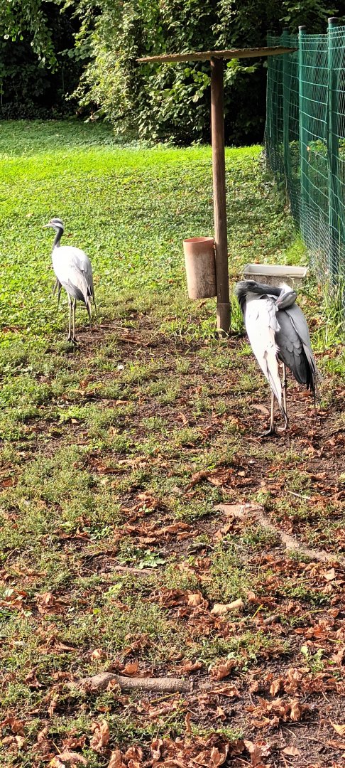 Demoiselle Cranes