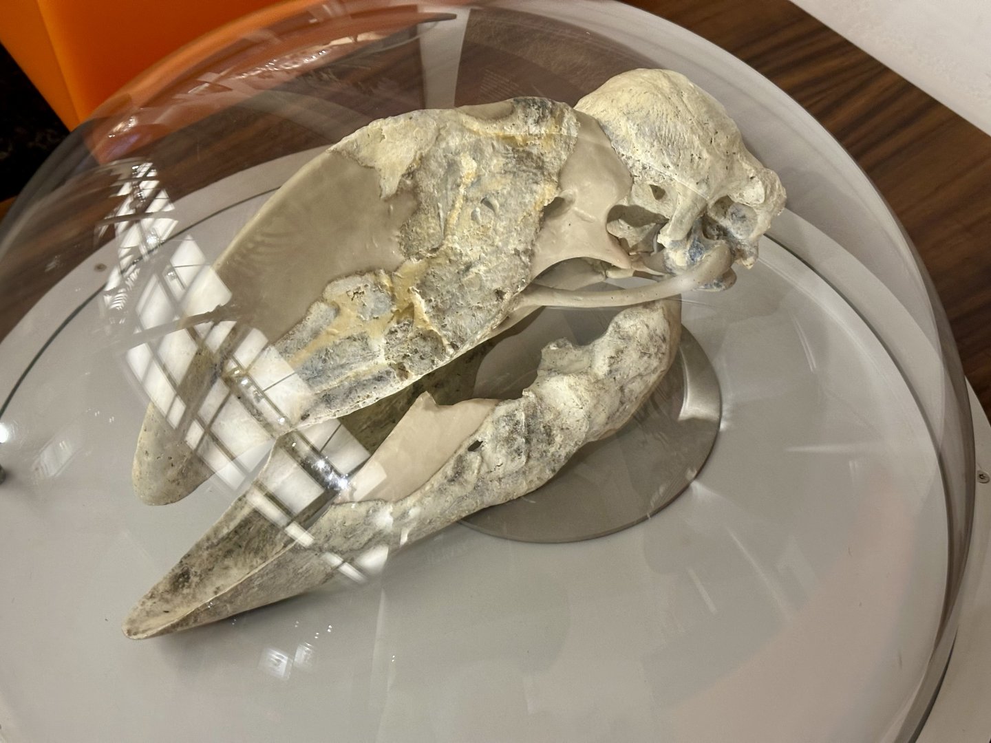 Demon Duck of Doom (Dromornis planei)