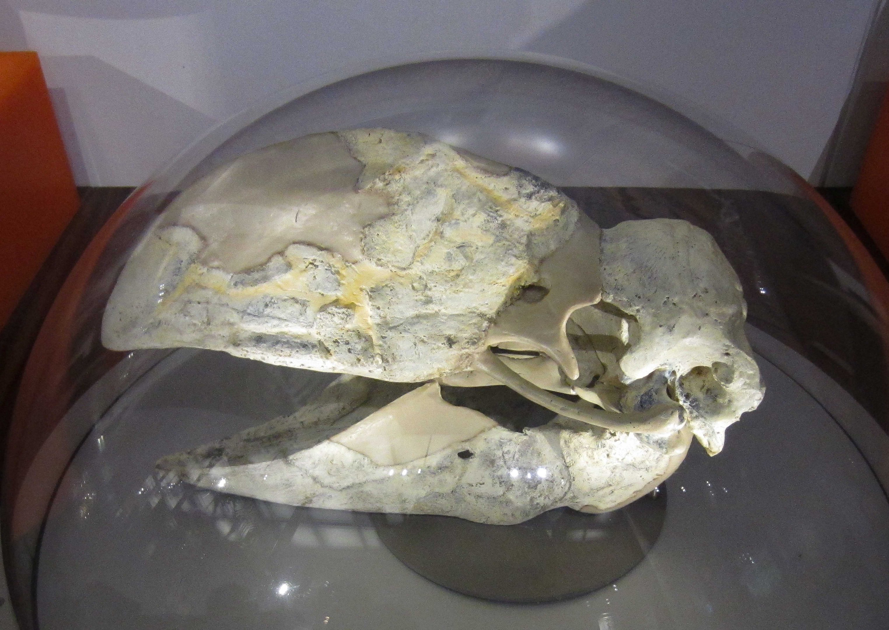 Demon Duck of Doom skull