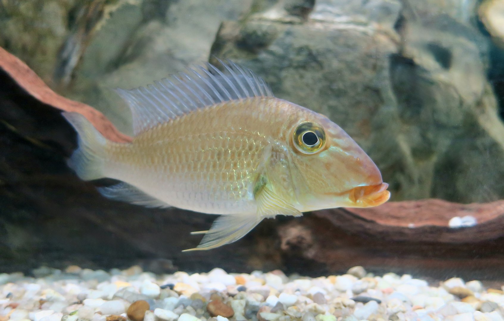 Demon Eartheater (Satanoperca jurupari)