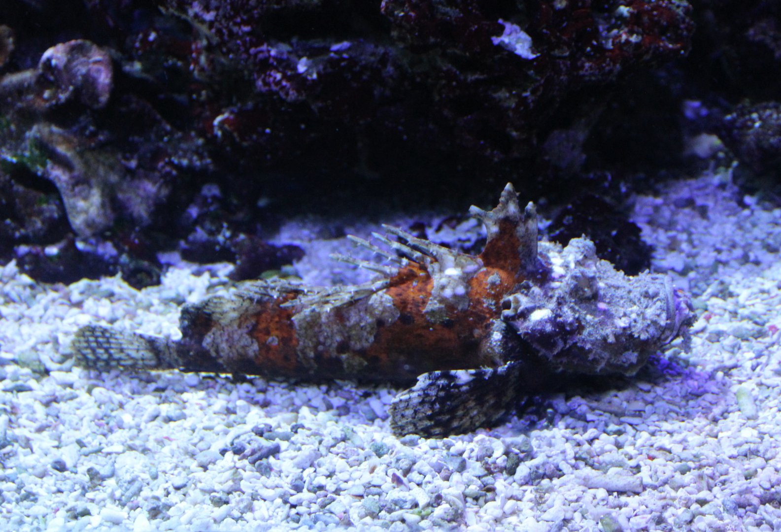 Demon stinger - Inimicus didactylus