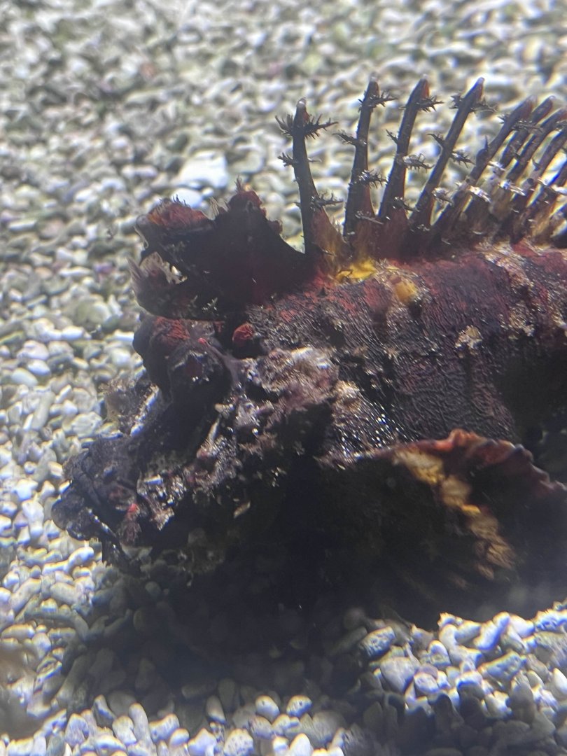 Demon stinger profile