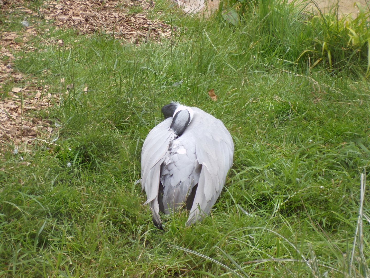 Demosielle crane 7.7.24