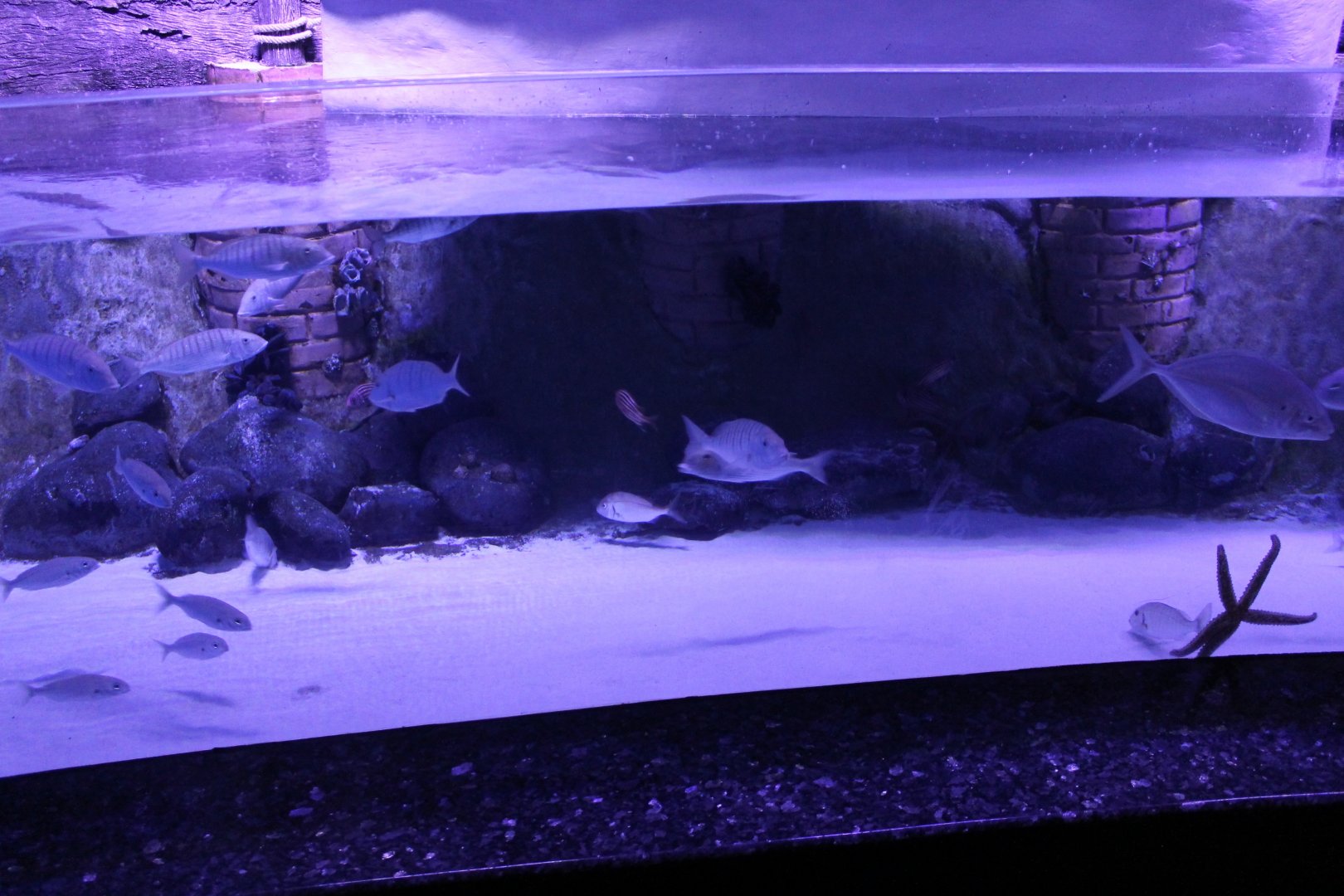 Demre harbour aquarium