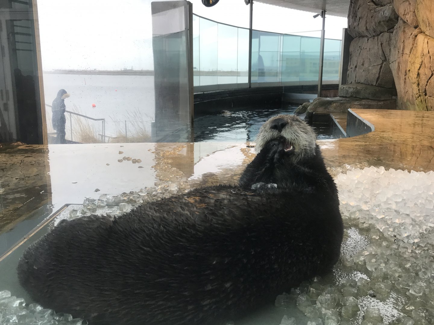 Den Blå Planet - 20/2/17