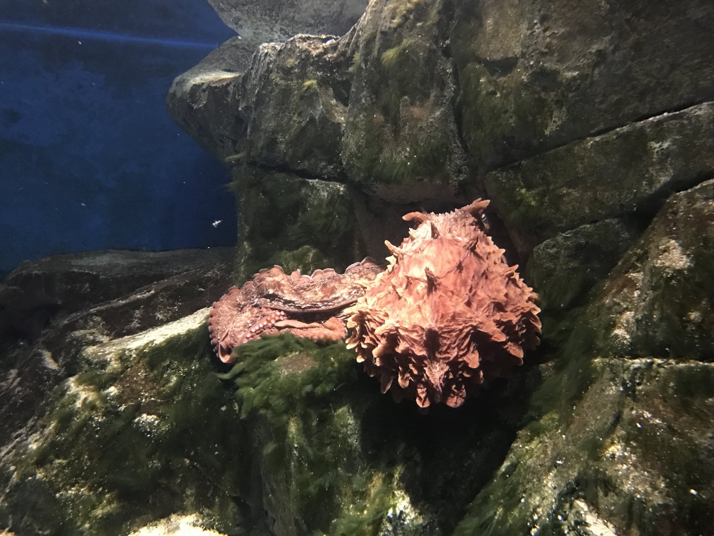 Den Blå Planet - 20/2/17