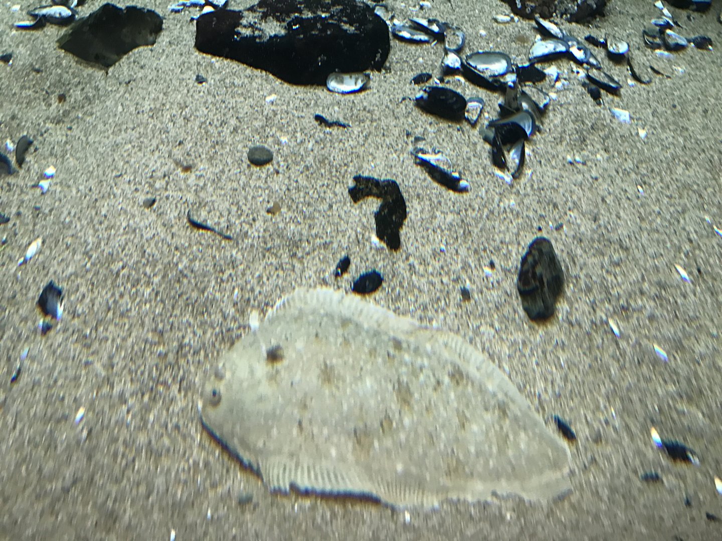 Den Blå Planet - 20/2/17