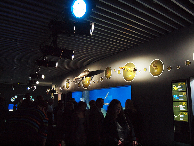 Den Blå Planet - Evolution