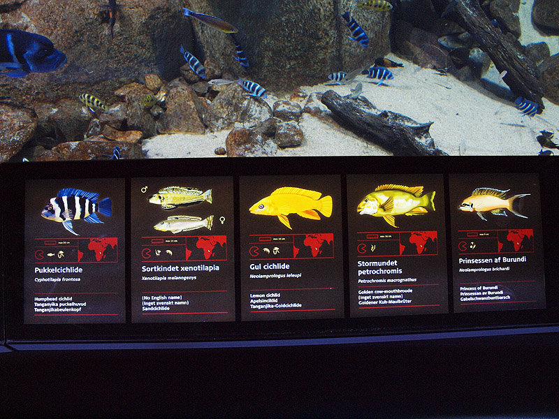 Den Blå Planet - Example of info panels