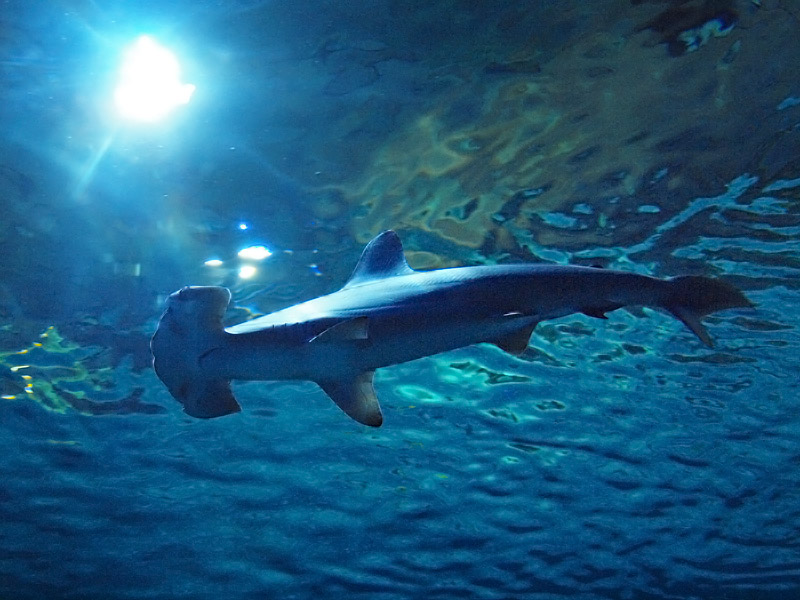 Den Blå Planet - Hammerhead shark