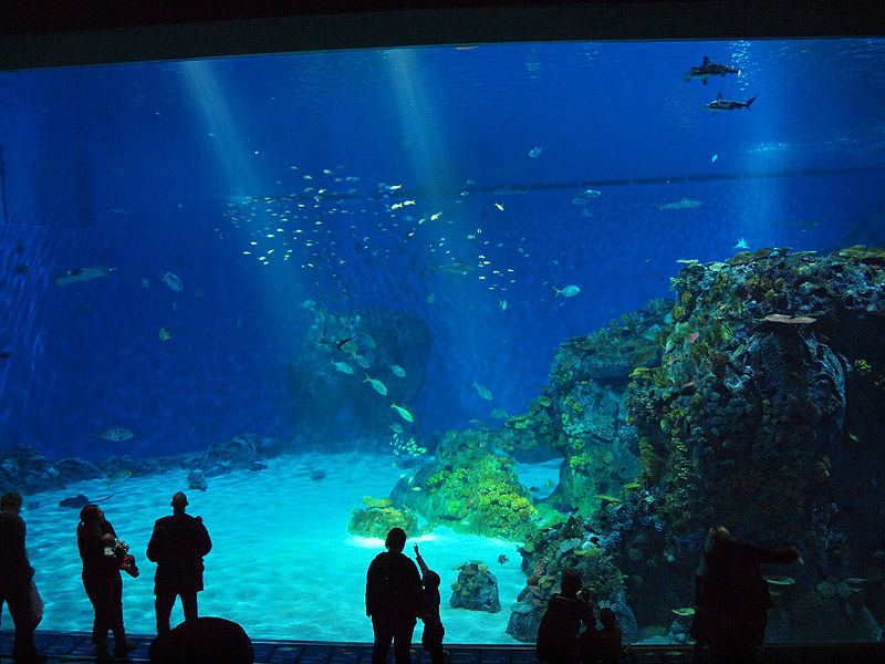 Den Blå Planet - Oceantank