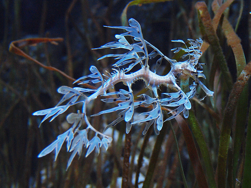 Den Blå Planet - Sea dragon