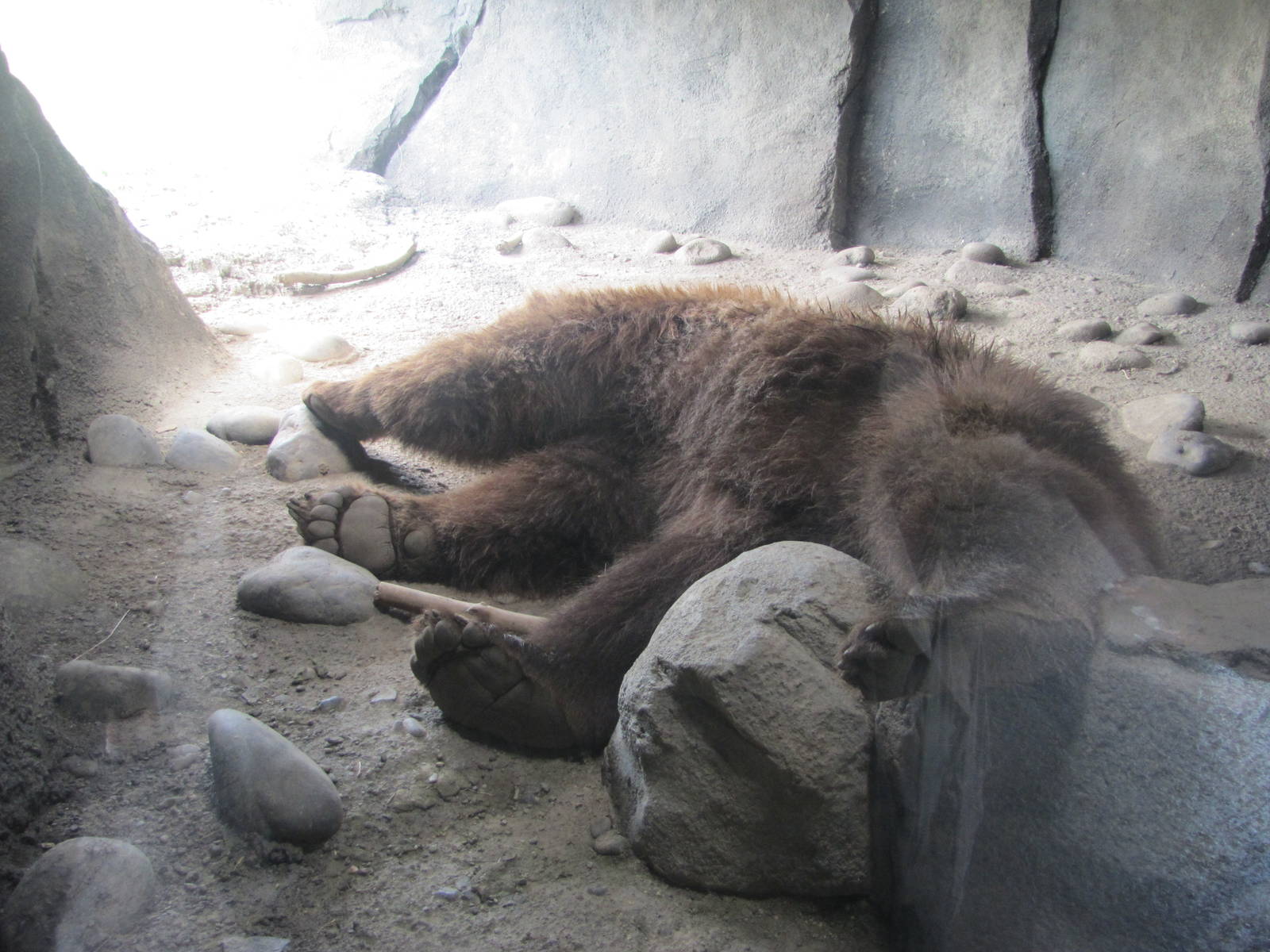 Den for the Brown Bear