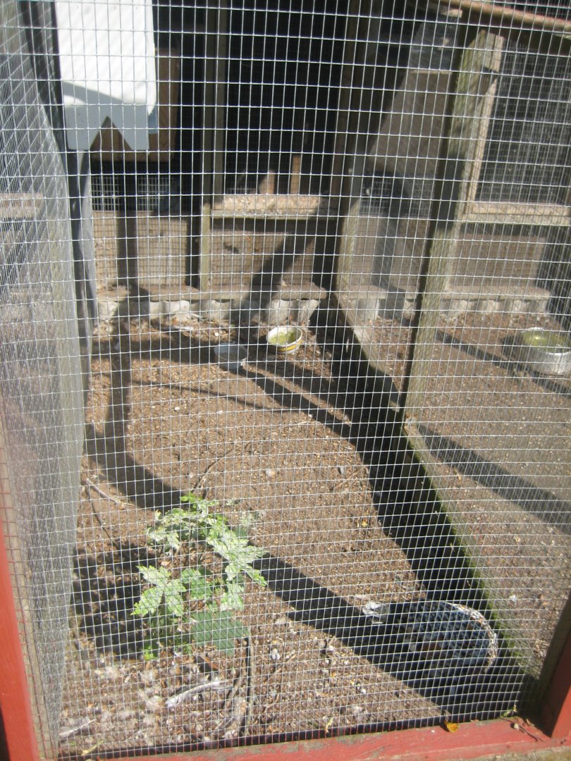 Den Jydske Rosenpark - Chicken aviary