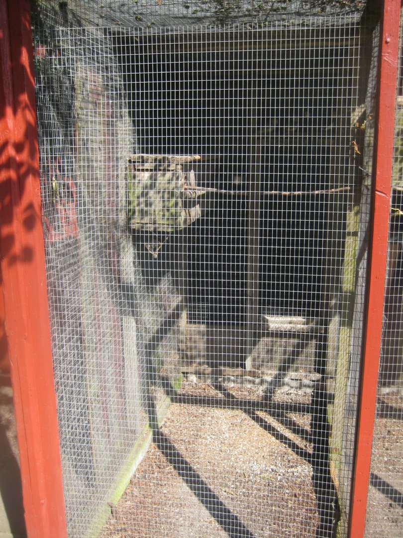 Den Jydske Rosenpark - Cockatiel aviary