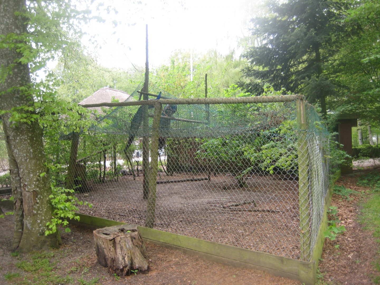 Den Jydske Rosenpark - Peafowl aviary