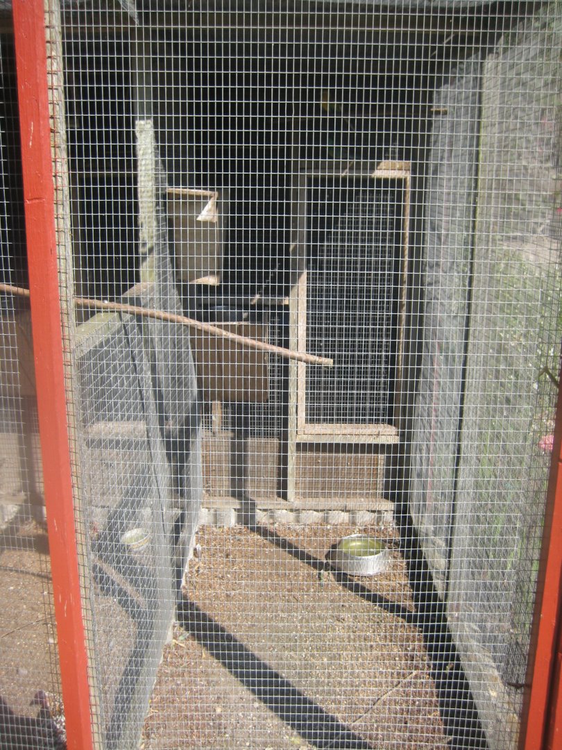 Den Jydske Rosenpark - Red-rumped parrot aviary