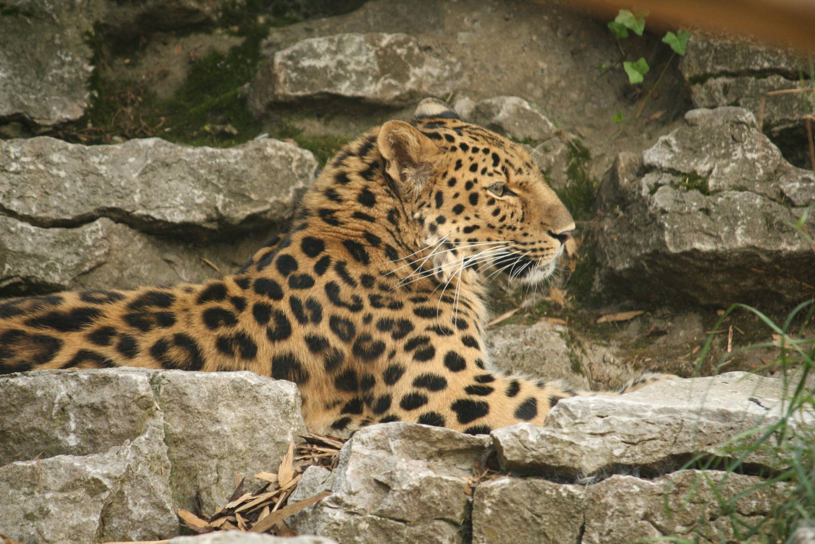 Dende - 30 July 2010