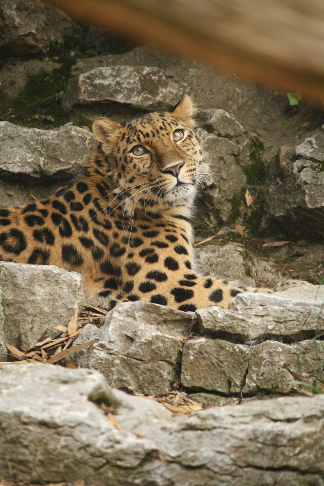 Dende - 30 July 2010